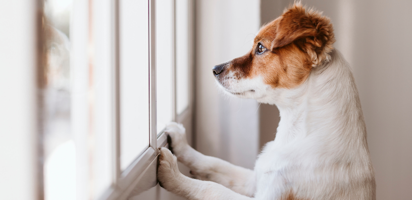 6 Ways to Keep Your Dog Busy Indoors