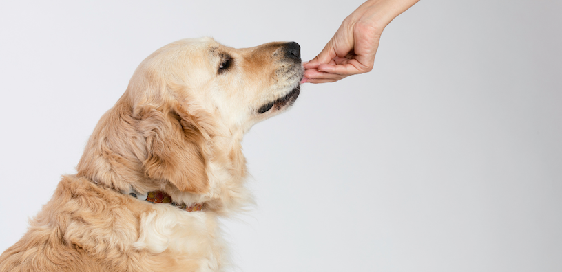 5 Benefits of Giving Your Dog a Daily Multivitamin